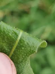 Attēlu rezultāti vaicājumam “Leontodon hispidus fruit”