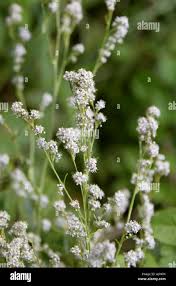 Attēlu rezultāti vaicājumam “Lepidium latifolium flower”