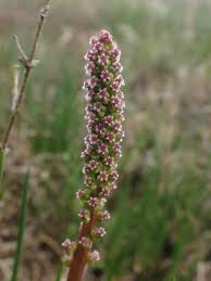 Attēlu rezultāti vaicājumam “Triglochin maritimum flower”