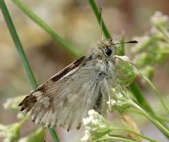 Attēlu rezultāti vaicājumam “Carterocephalus silvicolus underside”
