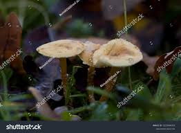 Attēlu rezultāti vaicājumam “Cystoderma amianthinum”