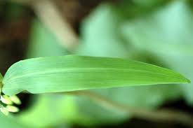 Attēlu rezultāti vaicājumam “Polygonatum verticillatum leaf”