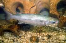 Image result for Chelon saliens