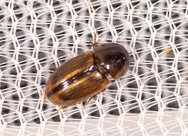 Attēlu rezultāti vaicājumam “Aphodius subterraneus imago”