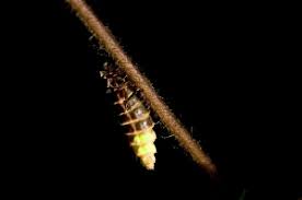 Attēlu rezultāti vaicājumam “Lampyris noctiluca”