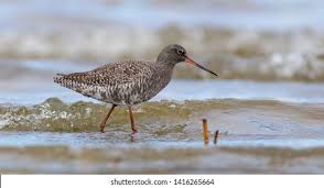 Image result for Tringa erythropus