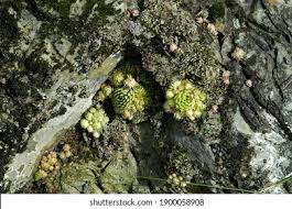 Attēlu rezultāti vaicājumam “Jovibarba globifera bud”