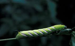 Attēlu rezultāti vaicājumam “Sphinx ligustri”