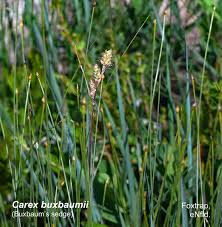Attēlu rezultāti vaicājumam “Carex buxbaumii”
