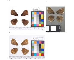 Attēlu rezultāti vaicājumam “Aphantopus hyperantus”