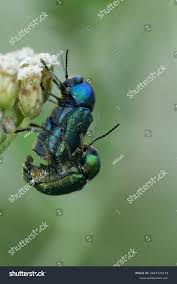 Attēlu rezultāti vaicājumam “Cryptocephalus aureolus, Cryptocephalus sericeus”