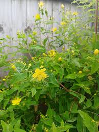Attēlu rezultāti vaicājumam “Hypericum maculatum flower”