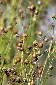 Attēlu rezultāti vaicājumam “Linum usitatissimum bud”