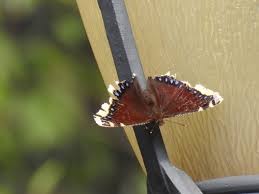 Attēlu rezultāti vaicājumam “Nymphalis antiopa upperside”