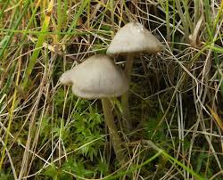 Attēlu rezultāti vaicājumam “Entoloma vernum”