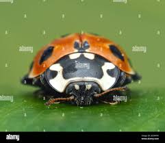 Attēlu rezultāti vaicājumam “Anatis ocellata”