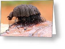 Attēlu rezultāti vaicājumam “Stemonitis fusca young”