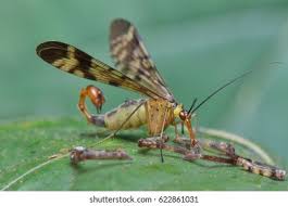 Attēlu rezultāti vaicājumam “Panorpa communis”