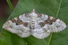 Attēlu rezultāti vaicājumam “Xanthorhoe montanata”