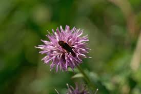 Attēlu rezultāti vaicājumam “Adelphocoris seticornis”