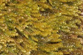 Attēlu rezultāti vaicājumam “Hygrohypnum luridum”