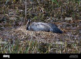Attēlu rezultāti vaicājumam “Grus grus nest”