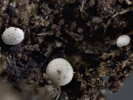 Attēlu rezultāti vaicājumam “Didymium difforme sessile”