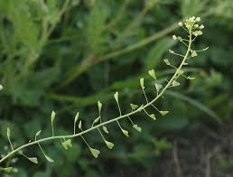 Attēlu rezultāti vaicājumam “Capsella bursa-pastoris flower”