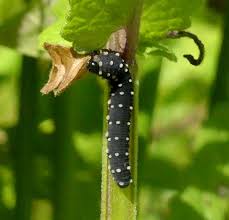 Attēlu rezultāti vaicājumam “Mellicta athalia larva”