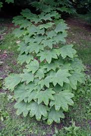 Attēlu rezultāti vaicājumam “Kalopanax septemlobus”