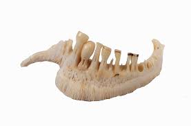 Image result for Moxostoma carinatum