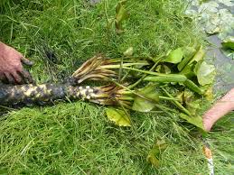 Attēlu rezultāti vaicājumam “Nuphar lutea fruit”