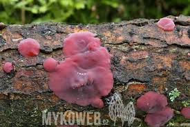 Attēlu rezultāti vaicājumam “Cytidia salicina”