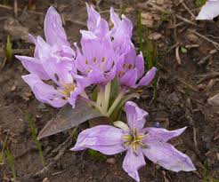 Attēlu rezultāti vaicājumam “Colchicum szovitsii subsp. szovitsii flower”