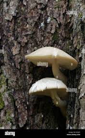 Attēlu rezultāti vaicājumam “Hypsizygus ulmarius”