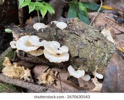 Attēlu rezultāti vaicājumam “Plicatura nivea”