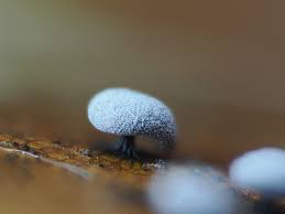 Attēlu rezultāti vaicājumam “Didymium clavus”