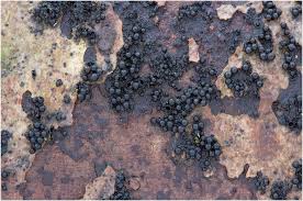 Attēlu rezultāti vaicājumam “Ruzenia spermoides”