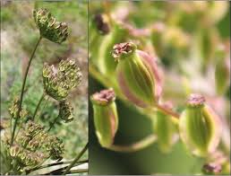 Attēlu rezultāti vaicājumam “Angelica archangelica fruit”