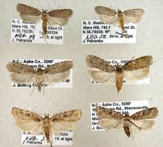 Attēlu rezultāti vaicājumam “Agonopterix ciliella imago”