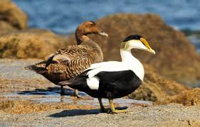 Attēlu rezultāti vaicājumam “Somateria mollissima male”