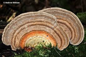 Attēlu rezultāti vaicājumam “Lenzites betulina”