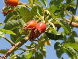 Attēlu rezultāti vaicājumam “Rosa subcanina fruit”