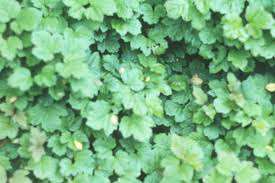Attēlu rezultāti vaicājumam “Viburnum opulus leaf”