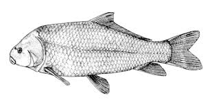 Image result for Ictiobus niger