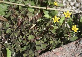 Attēlu rezultāti vaicājumam “Oxalis corniculata”