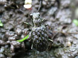 Attēlu rezultāti vaicājumam “Elaphrus cupreus”