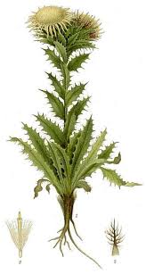 Attēlu rezultāti vaicājumam “Carlina vulgaris flower”