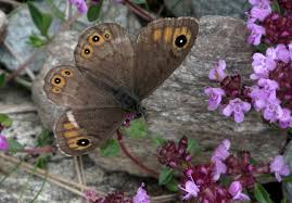 Attēlu rezultāti vaicājumam “Lasiommata petropolitana upperside”