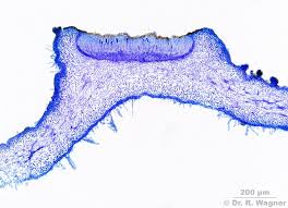 Attēlu rezultāti vaicājumam “Leptogium saturninum”
